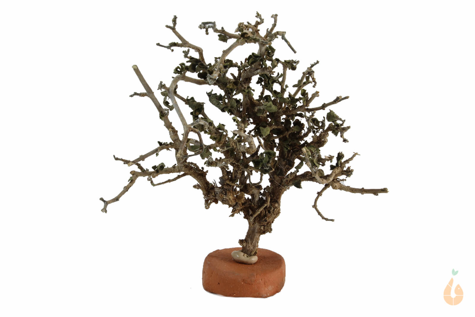 Garnelenbaum Nr.53 | 11x12x7cm (BxHxT)