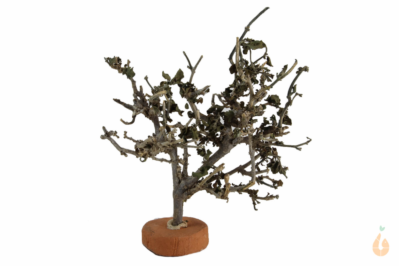 Garnelenbaum Nr.54 | 11x12x6cm (BxHxT)