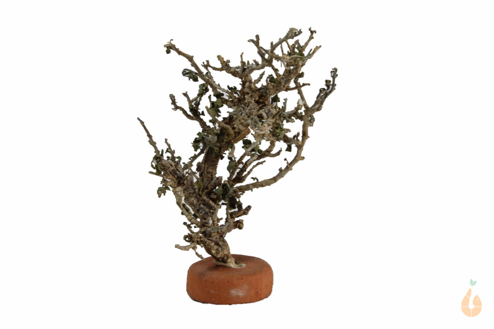 Garnelenbaum Nr.55 | 8x10x6cm (BxHxT)