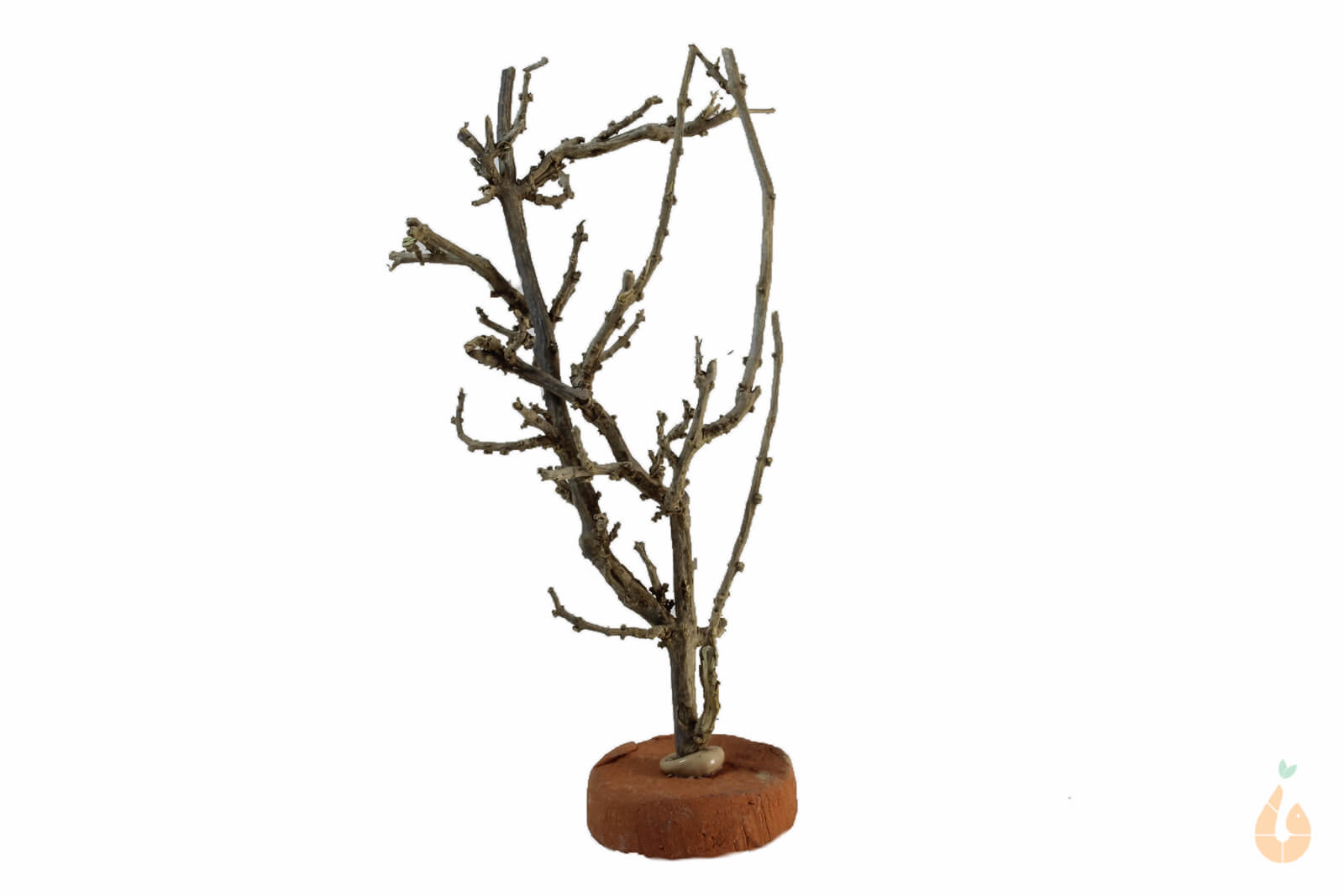 Garnelenbaum Nr.57 | 7x12x5cm (BxHxT)