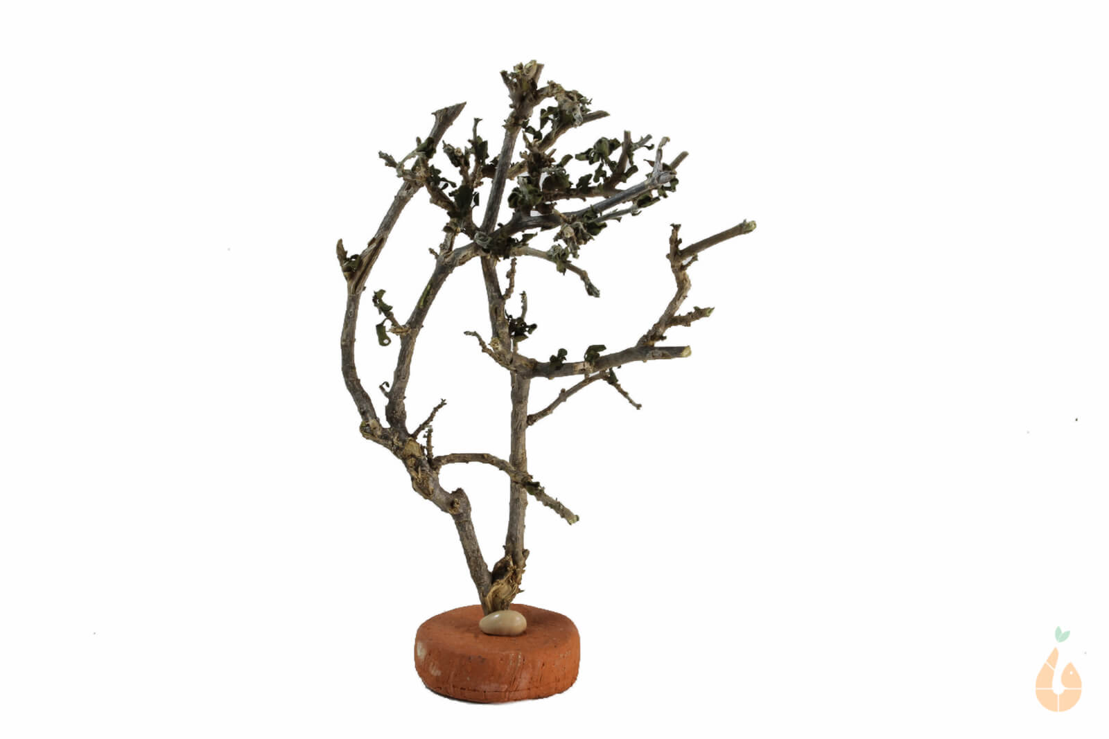 Garnelenbaum Nr.58 | 9x13x7cm (BxHxT)