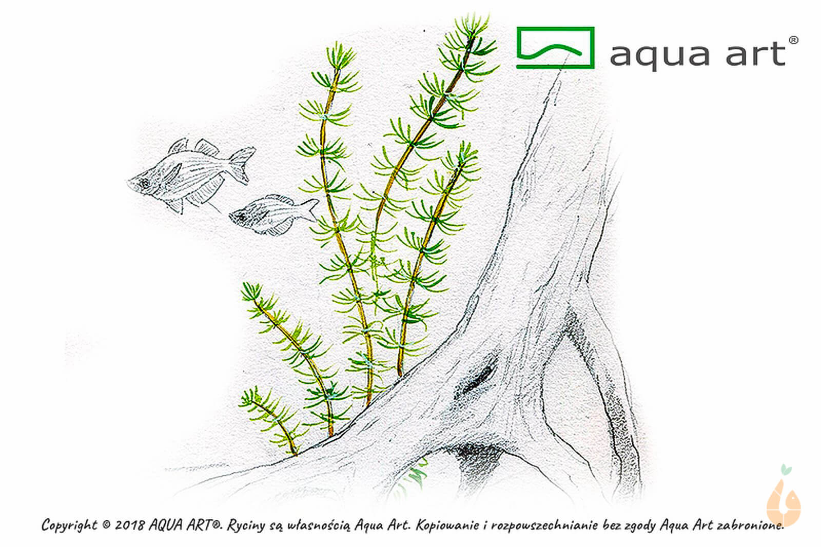 Myriophyllum Fettblatt | Bacopa myriophylloides | In Vitro Wasserpflanze