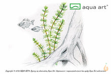 Lade das Bild in den Galerie-Viewer, Myriophyllum Fettblatt | Bacopa myriophylloides | In Vitro Wasserpflanze
