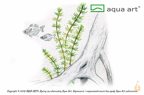 Myriophyllum Fettblatt | Bacopa myriophylloides | In Vitro Wasserpflanze