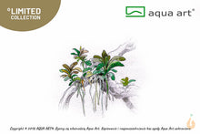 Lade das Bild in den Galerie-Viewer, Bucephalandra sp. ’Brownie’ | In Vitro Aquariumpflanze - Rarität
