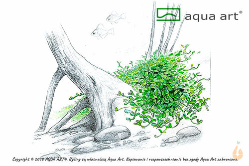 Australisches Zungenblatt | Glossostigma elatinoides | In Vitro Aquariumpflanze
