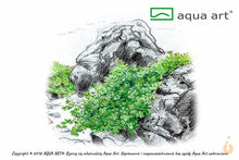 Lade das Bild in den Galerie-Viewer, Kuba Perlkraut | Hemianthus callitrichoides &#39;Cuba&#39; HCC | In Vitro Aquariumpflanze
