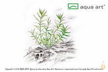 Lade das Bild in den Galerie-Viewer, Seegrasblättriges Trugkölbchen | Heteranthera zosterifolia | In Vitro Aquariumpflanze
