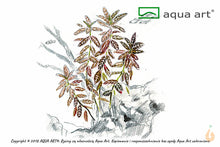 Lade das Bild in den Galerie-Viewer, Sunset Wasserfreund | Hygrophila polysperma &#39;Sunset&#39; | In Vitro Aquariumpflanze
