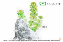 Lade das Bild in den Galerie-Viewer, Blütenstielloser Sumpffreund | Limnophila sessiliflora | In Vitro Aquariumpflanze
