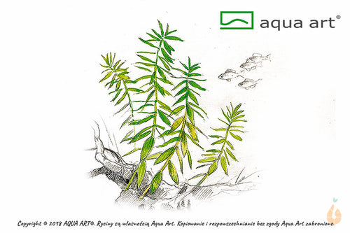 Vietnam Sumpffreund | Limnophila sp. 'Scrophulariaceae' | In Vitro Aquariumpflanze