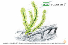 Lade das Bild in den Galerie-Viewer, Guyana-Tausendblatt | Myriophyllum sp. ’Guyana’  | In Vitro Aquariumpflanze
