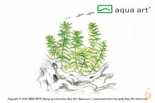 Lade das Bild in den Galerie-Viewer, Mato Grosso Tausendblatt | Myriophyllum mattogrossense | In Vitro Aquariumpflanze
