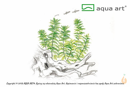 Mato Grosso Tausendblatt | Myriophyllum mattogrossense | In Vitro Aquariumpflanze