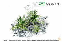 Lade das Bild in den Galerie-Viewer, Kleiner Wasserstern | Pogostemon helferi | In Vitro Aquariumpflanze
