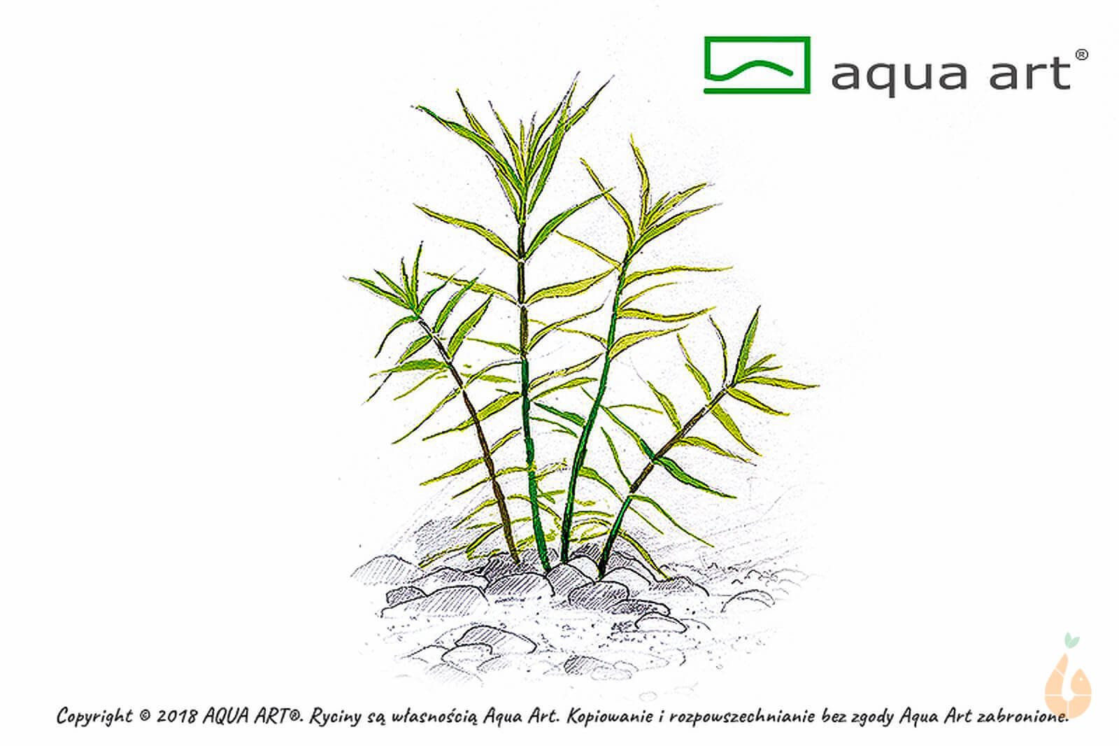 Yatabes Sternpflanze | Pogostemon yatabeanus | In Vitro Aquariumpflanze