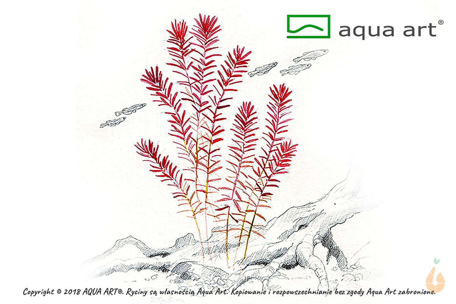 Rundblättrige Rotala | Rotala rotundifolia | In Vitro Aquariumpflanze