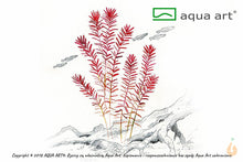 Lade das Bild in den Galerie-Viewer, Rundblättrige Rotala | Rotala rotundifolia | In Vitro Aquariumpflanze
