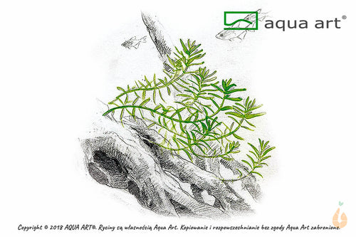 Grüne Rotala | Rotala rotundifolia 'Green' | In Vitro Aquariumpflanze