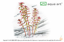 Lade das Bild in den Galerie-Viewer, Farbige Rotala | Rotala sp.&#39;Yao Yai&#39; | In Vitro Aquariumpflanze
