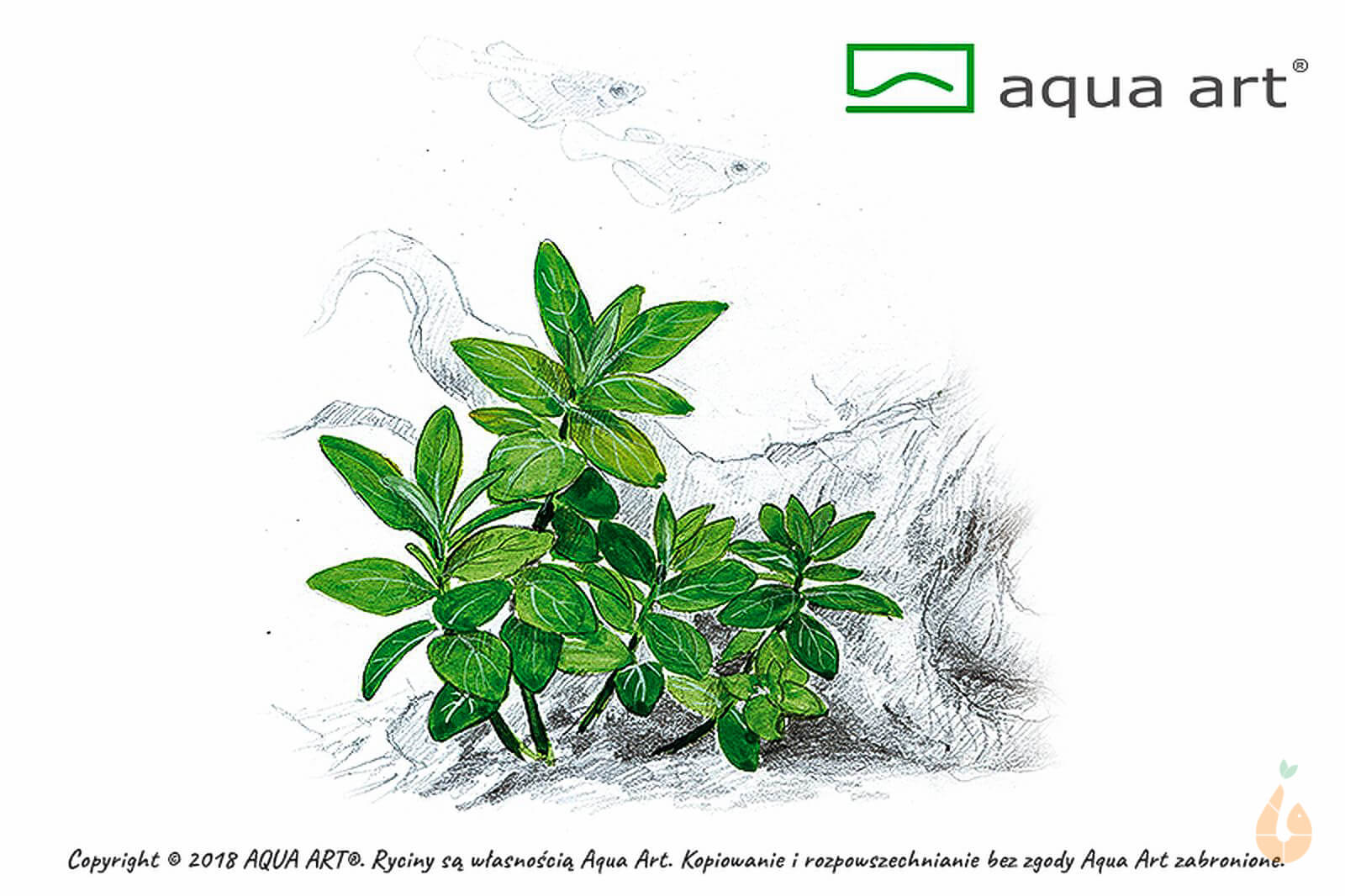 Kriechende Staurogyne | Staurogyne repens