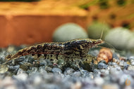 Algengarnele / Putzergarnele | Neocaridina davidi