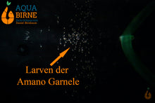 Lade das Bild in den Galerie-Viewer, Amano Garnele / Amanogarnele | TOP Algenfresser | Caridina multidentata LArven im Brackwasser
