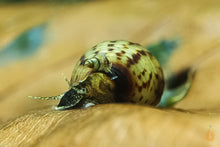 Lade das Bild in den Galerie-Viewer, Ankylosaurus Turmdeckelschnecke | TDS | Thiara scabra &quot;Ankylosaurus &quot; - Nachzucht im Aquarium
