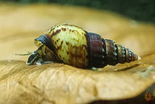Lade das Bild in den Galerie-Viewer, Ankylosaurus Turmdeckelschnecke | TDS | Thiara scabra &quot;Ankylosaurus &quot; - Im Aquarium
