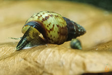Lade das Bild in den Galerie-Viewer, Ankylosaurus Turmdeckelschnecke | TDS | Thiara scabra &quot;Ankylosaurus &quot; - Zucht im Aquarium
