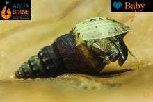 Lade das Bild in den Galerie-Viewer, Ankylosaurus Turmdeckelschnecke | TDS | Thiara scabra &quot;Ankylosaurus &quot; - Babyschnecke im Aquarium
