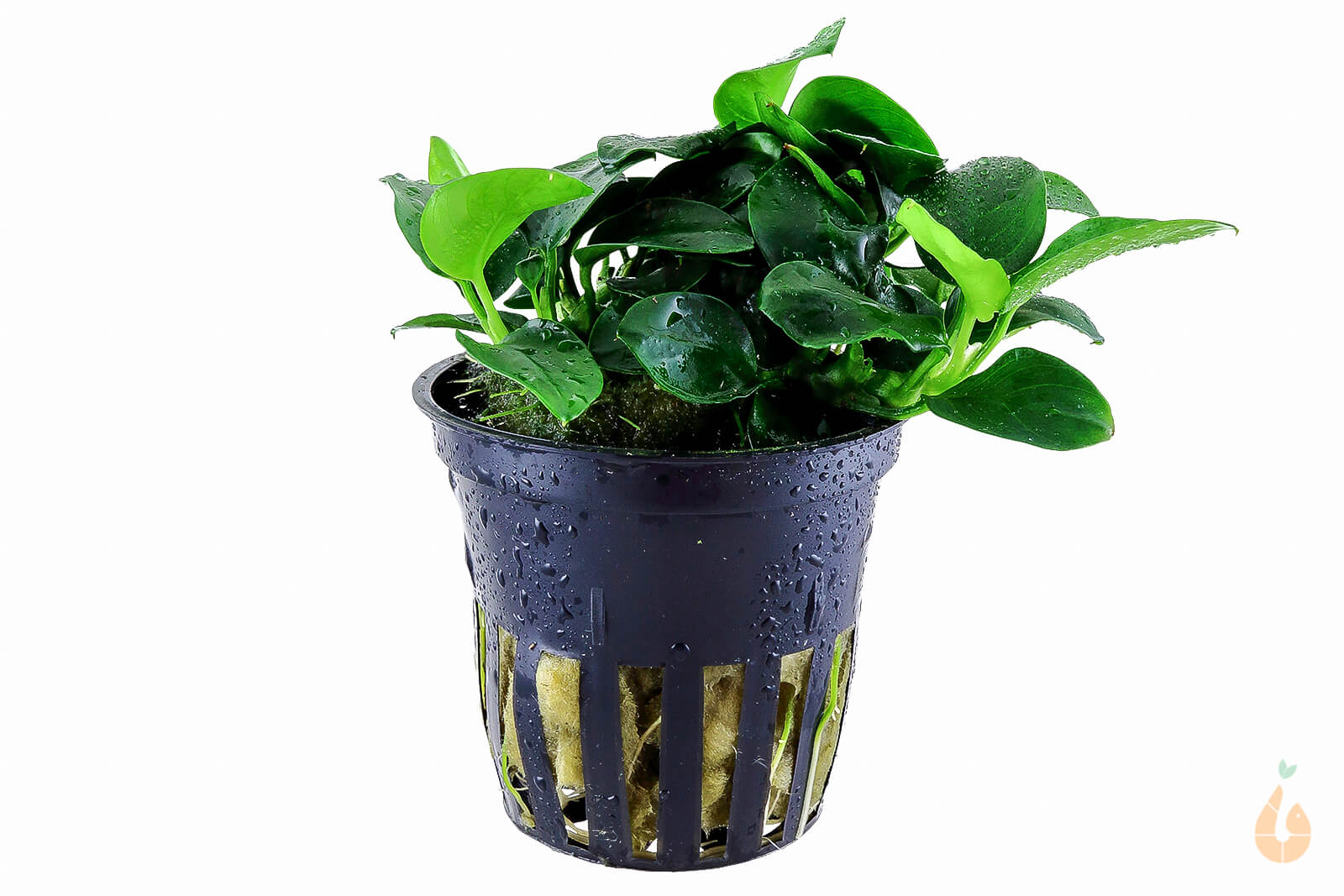 Anubias barteri nana Petite | Zwergspeerblatt | Tropica Topfpflanze
