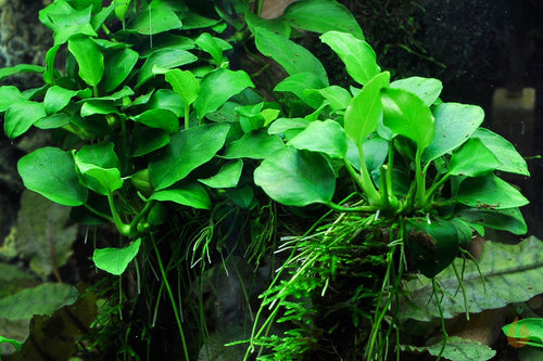 Anubias barteri nana Petite | Zwergspeerblatt im Aquarium