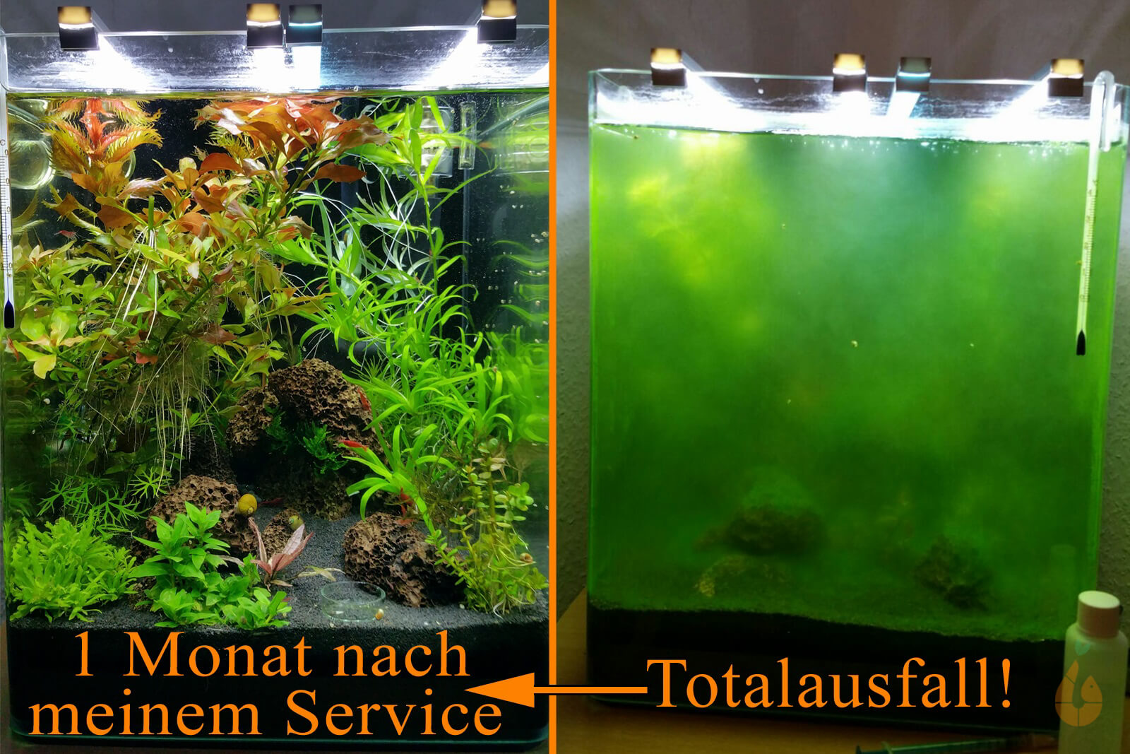 Aquarium Pflegeservice