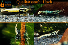 Lade das Bild in den Galerie-Viewer, Schwarze Boa Garnele - Weiß / Blau / Golden | Skyfish Stamm | Caridina sp. - Qualität Hoch
