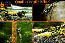 Lade das Bild in den Galerie-Viewer, Schwarze Boa Garnele - Weiß / Blau / Golden | Skyfish Stamm | Caridina sp. - Qualität Mittel
