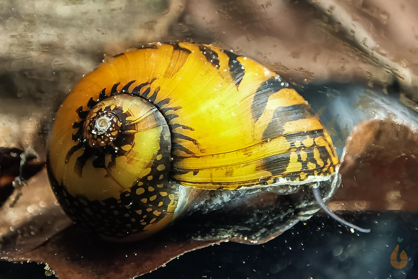 batik-schnecke - neritina variegata Batik / Mosaik Rennschnecke / Napfschnecke