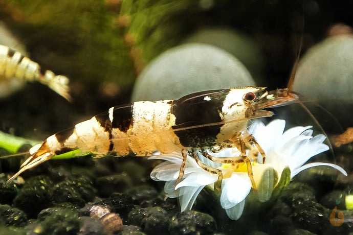 Black Bee Bienengarnele | Caridina logemanni - ASSA Zuchtlinie auf eine Blüte