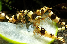 Lade das Bild in den Galerie-Viewer, Brown Bee Bienengarnelen | Caridina logemanni im Aquarium
