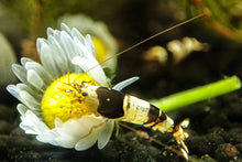 Lade das Bild in den Galerie-Viewer, Brown Bee Zwerggarnele | Caridina logemanni auf einer Blüte
