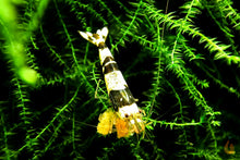 Lade das Bild in den Galerie-Viewer, Black Bee Bienengarnele | Caridina logemanni - ASSA Zuchtlinie frisst Premium Paprika Sticks
