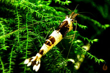Lade das Bild in den Galerie-Viewer, Brown Bee Bienengarnele | Caridina logemanni auf Moos im Aquarium
