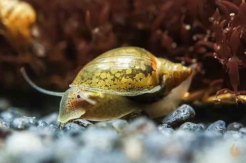 Blasenschnecke / Quellblasenschnecke | Physella sp. im Aquarium