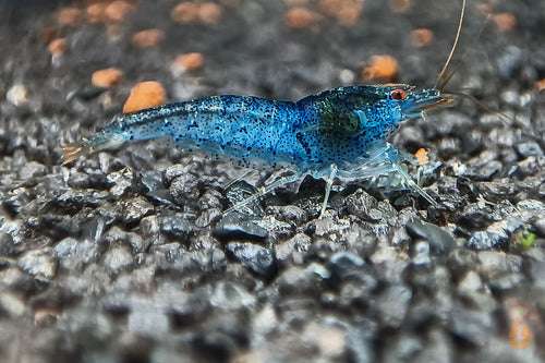 Blaue Aura Blue Garnele | Caridina serrata - Rarität