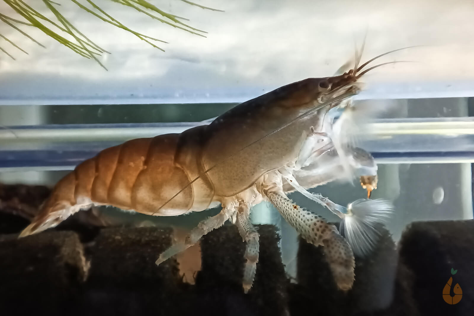 Fächergarnelen Set - 2x Gabun + 3x Molukken Natürlicher Filter Aquarium