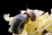 Lade das Bild in den Galerie-Viewer, Blaue Posthornschnecke - Avatar Schnecke | Blaue PHS | Helisoma cf.anceps im Garnelen Aquarium

