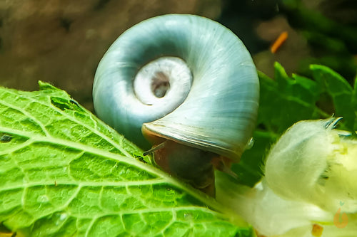 Blaue Posthornschnecke - Avatar Schnecke | Blaue PHS | Helisoma cf.anceps im Aquarium