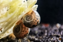 Lade das Bild in den Galerie-Viewer, Blaue Posthornschnecke - Avatar Schnecke | Blaue PHS | Helisoma cf.anceps im Wasserschnecken Aquarium
