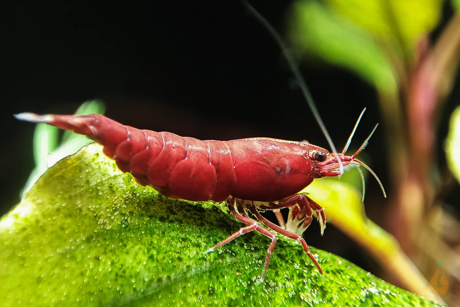 Rote Bloody Mary Sakura Garnele | Neocaridina davidi