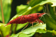 Rote Bloody Mary Sakura Zwerggarnele | Neocaridina davidi 